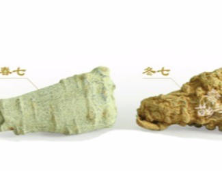 春三七與冬三七區(qū)別詳解，選三七尤其需要注意的知識