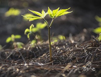市場(chǎng)上售賣的野生三七出自哪里？