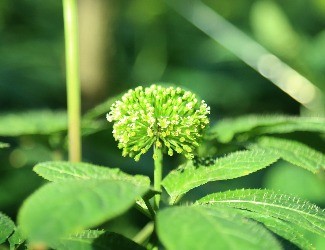 三七可樂，三七醋，三七雪茄煙？——那些新奇的三七產(chǎn)品