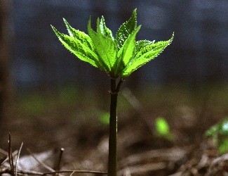 三七的普通種植和GAP種植有什么不同？