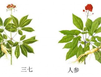 三七人參功效區(qū)別，“北參南七”說法的由來