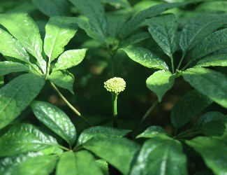 三七怎么吃：涼拌三七花蟲(chóng)草花，風(fēng)雅吃花，清爽養(yǎng)生