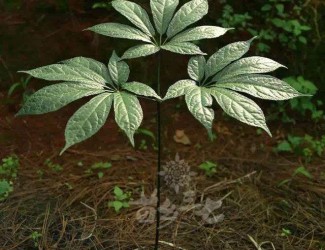 人有九種性格，三七粉有寒熱之分嗎？