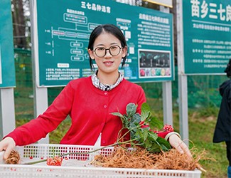 苗鄉(xiāng)三七良種喜獲豐收！??！